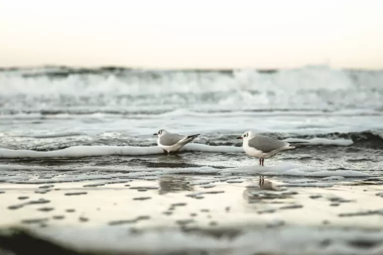 Stand Möwen Kühlungsborn